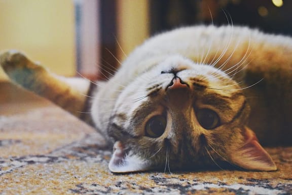 Cat fun at Rose Heights Apartments, Raleigh, NC