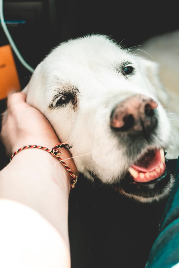 Dog love at Rose Heights Apartments, North Carolina, 27613