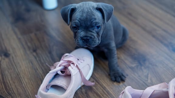 Pet-friendly at Rose Heights Apartments, North Carolina, 27613