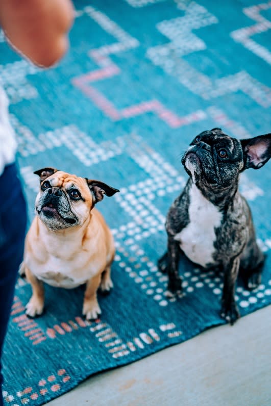 Pet-friendly at Rose Heights Apartments, Raleigh, 27613