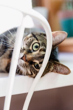 Pet-friendly at Rose Heights Apartments, North Carolina