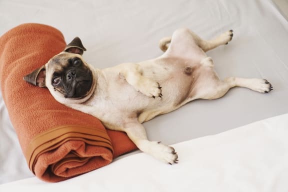 Pet-friendly at Rose Heights Apartments, North Carolina, 27613