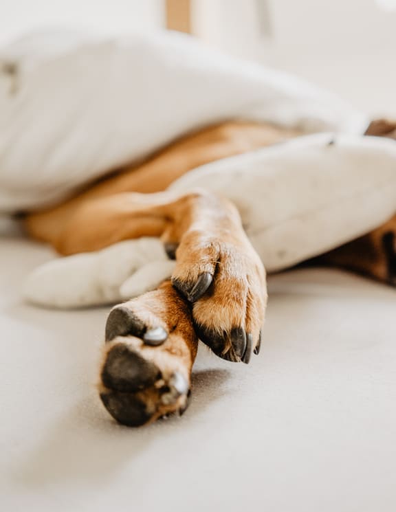Pet-friendly at Rose Heights Apartments, Raleigh, NC, 27613