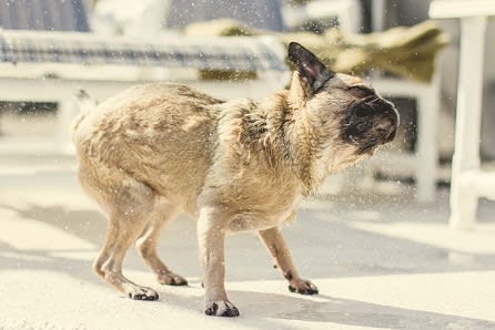 Pet-friendly at Rose Heights Apartments, North Carolina