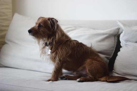 PetFriendly at Rose Heights Apartments, Raleigh, 27613