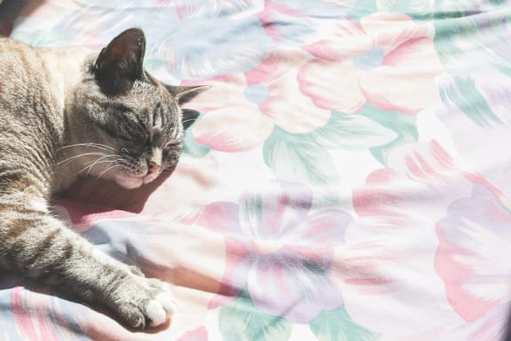 Cat Sleeping at Azul Baldwin Park, Orlando, 32814