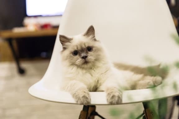 White cat at Azul Baldwin Park, Florida, 32814