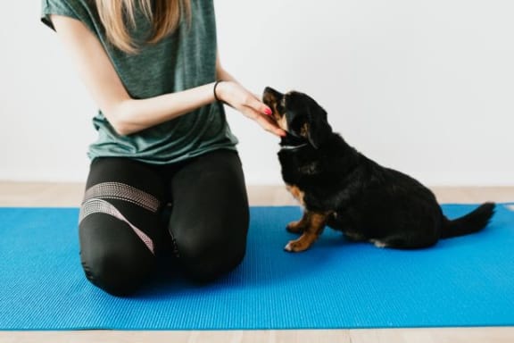 Dog Yoga at Azul Baldwin Park, Orlando, FL, 32814