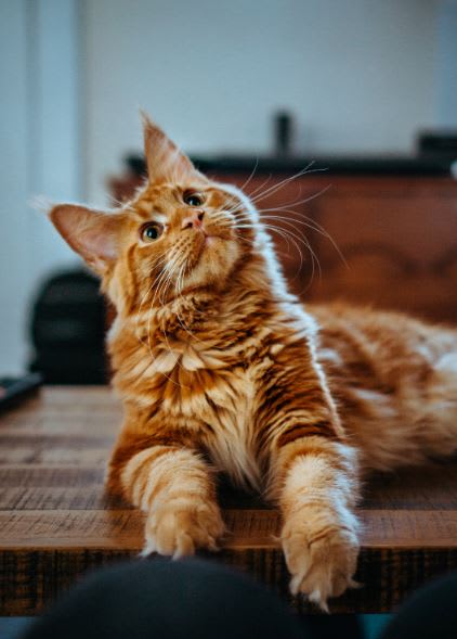 Cute cat at Azul Baldwin Park, Florida, 32814