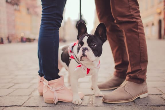 Our Pet-Friendly Community at Azul Baldwin Park, Florida, 32814