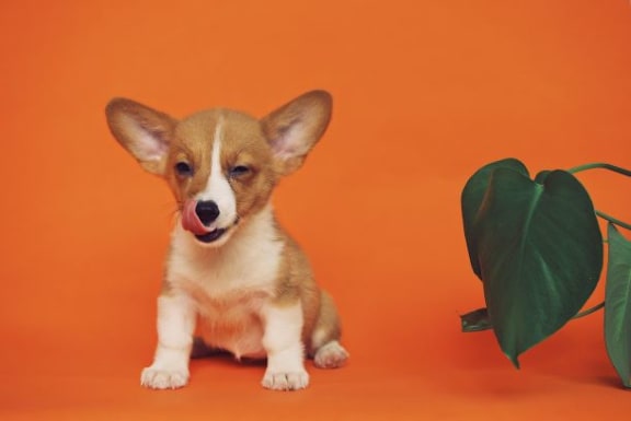Image Of Puppy at Azul Baldwin Park, Florida, 32814