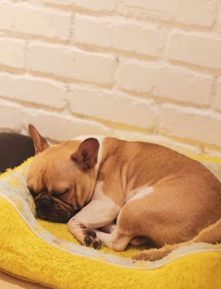 Sleepy dog at Azul Baldwin Park, Orlando, FL, 32814