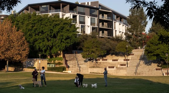 people playing with dogs in a park in front of a building