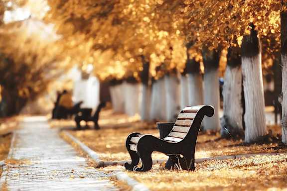 A bench is on the ground with a tree behind it.