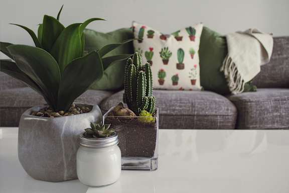 A cactus sits on a table in front of a couch.