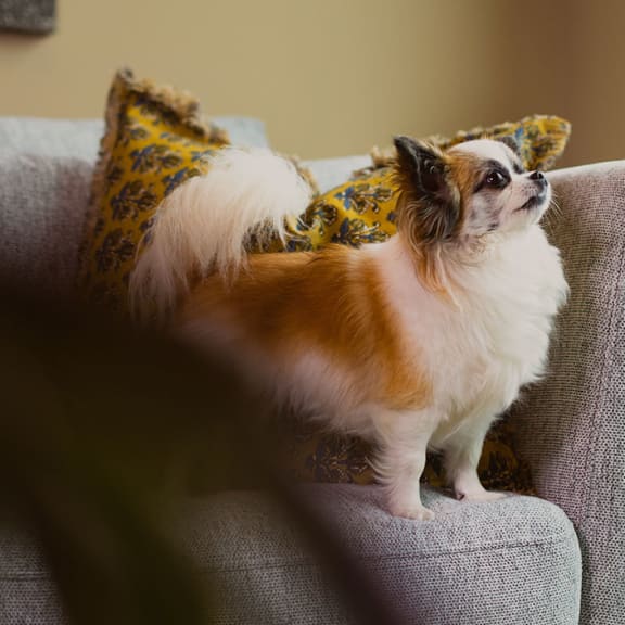 a small dog sitting on a couch with a pillow