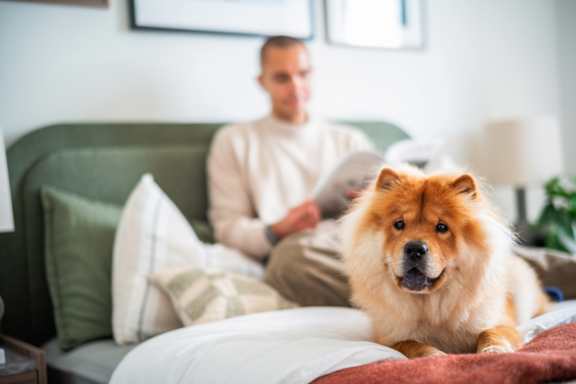 A French Bulldog is sitting in the foreground with a blurred background of two people.