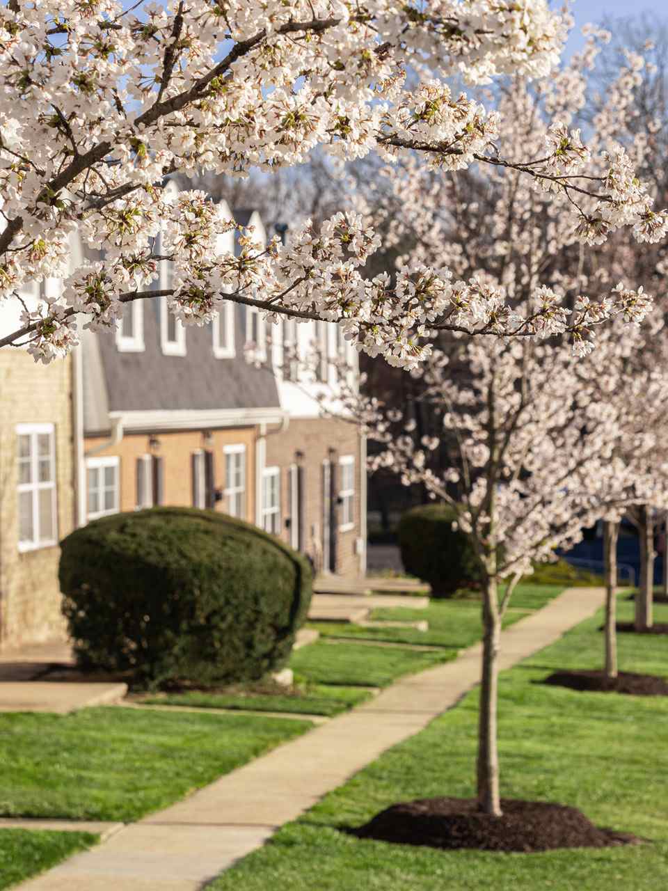 Chadwick Manor Townhomes 3 of 10