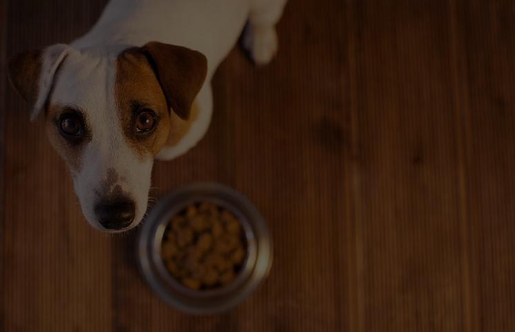 Pet Policy