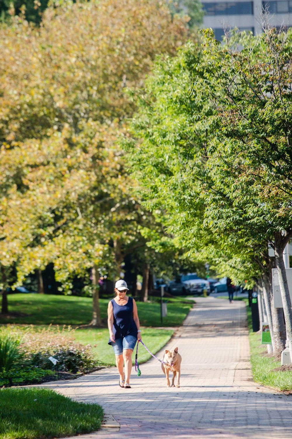 Resident walking a dog on a tree-lined path near The Bartlett in National Landing