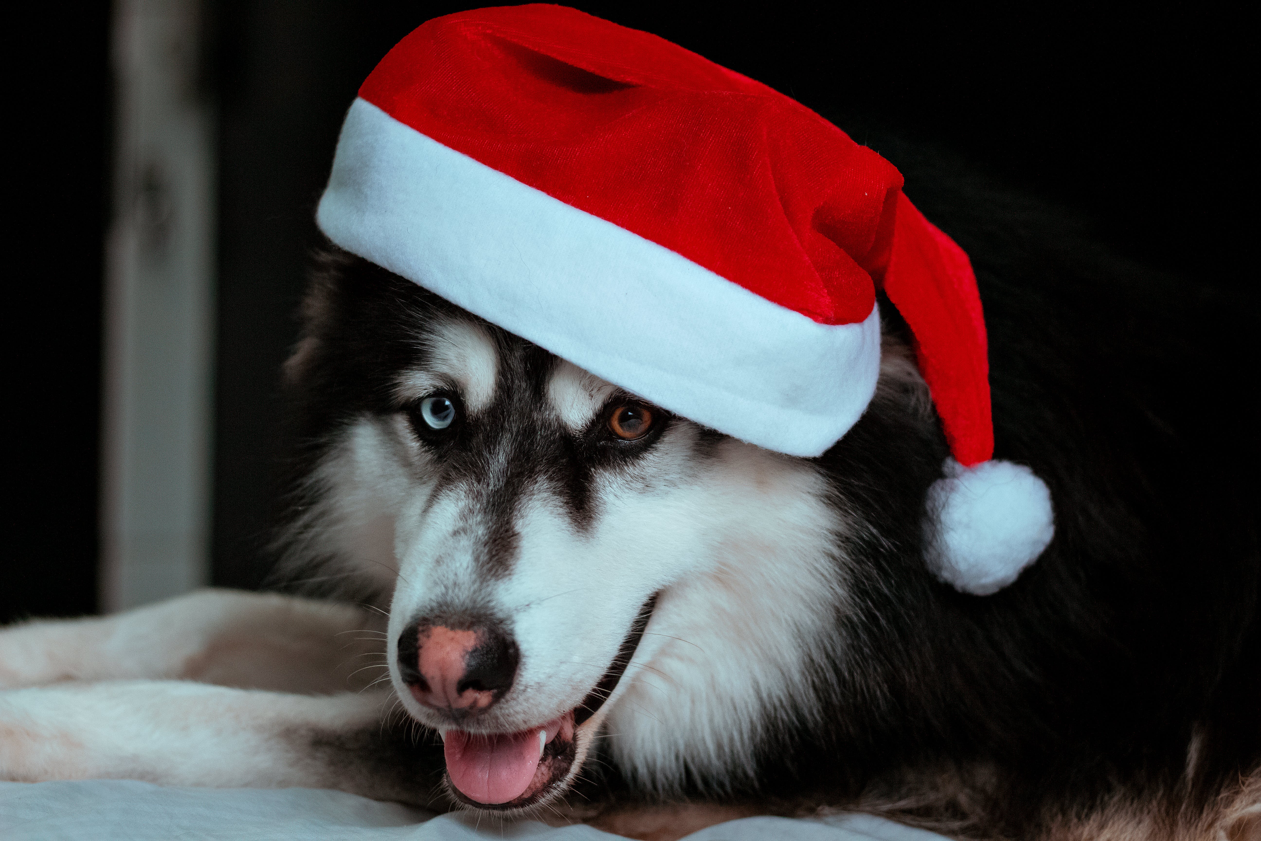 a black and white dog wearing a santa hat