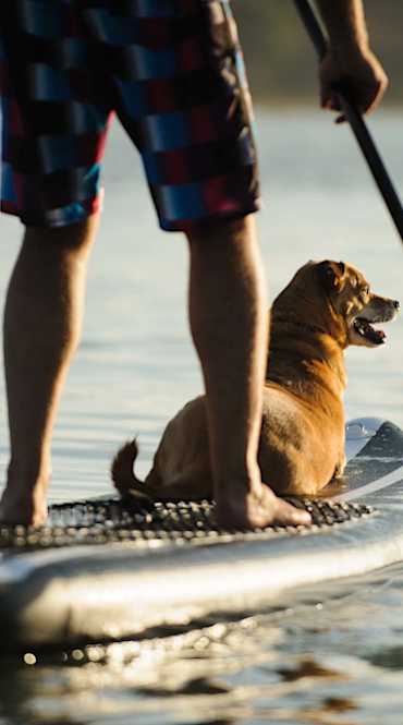 A man and his dog are paddleboarding on the water.