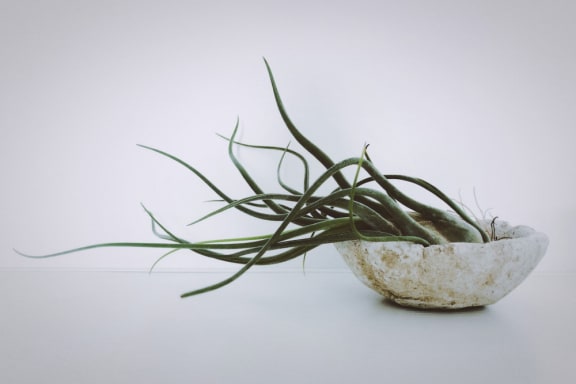 an air plant in an old bowl