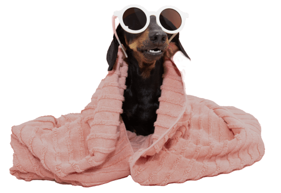 a dog in a blanket and sunglasses