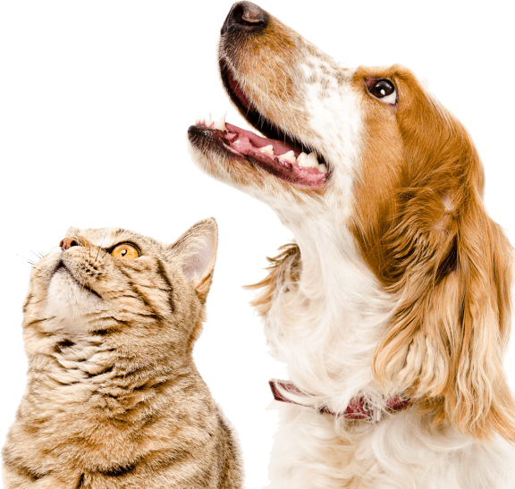 picture of a cute cat and dog looking up towards our pet policy.
