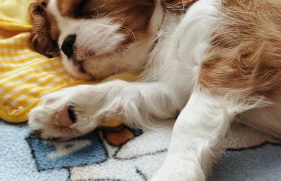 A small brown and white dog is sleeping on a blue and yellow patterned rug.