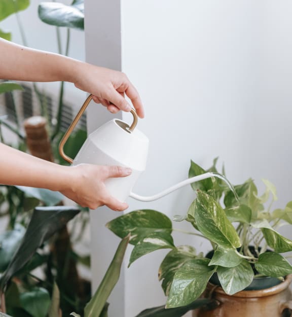 a guide to the prettiest cat safe non toxic house plants.