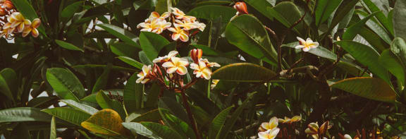a lush green plant with white and yellow flowers