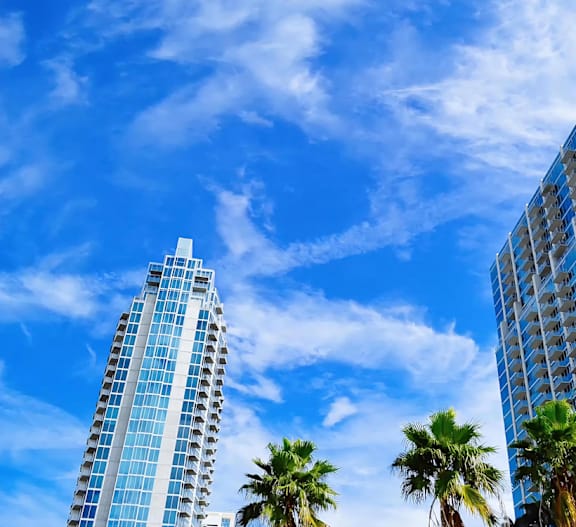 Sunny Skies and Palm-Lined Views Near Anchor Riverwalk in Downtown Tampa