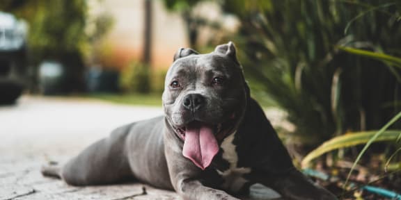a dog laying on the ground with its tongue hanging out