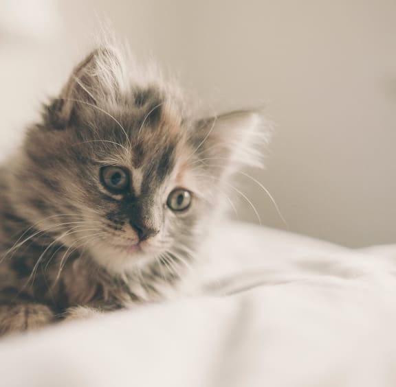 Sunflower Apartments Apartments in Wyoming, MI