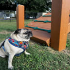 a pug dog wearing a bandana sitting next to a bench  at Vibe on Riverside, Austin, 78741