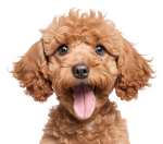 a cute poodle dog with his tongue out 3d model