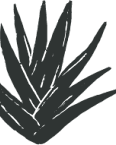 A black and white image of a plant.