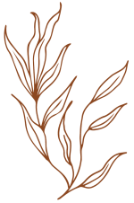  a sketch of a plant with brown leaves