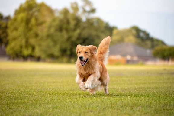 A dog is running in a grassy field.