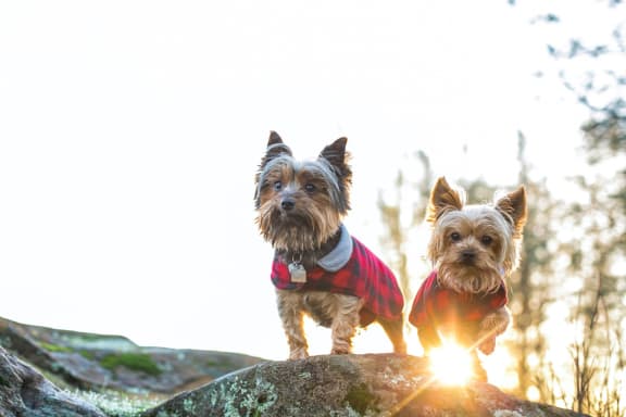 Adorable Dogs Standing on Rock in Sunlight