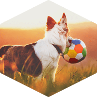 a dog in a field holding a soccer ball in its mouth