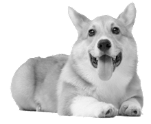 A happy dog is laying down with its tongue out.
