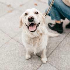 Happy white dog at Scout Living, powered by Placemakr, Atlanta, Georgia