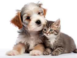 A small dog and a small cat are sitting together.