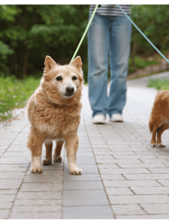 A person is walking a dog on a leash.