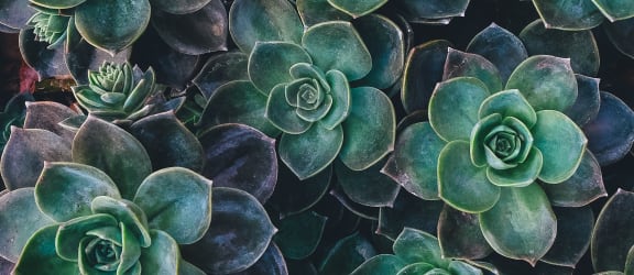 succulents and foliage