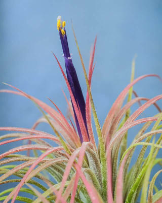 a plant with red and yellow leaves and a blue background