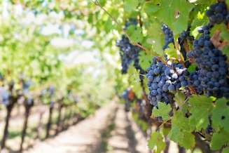 A bunch of grapes hanging from a vine.