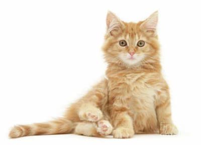 a cat is sitting on a white surface